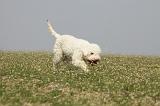 LAGOTTO 081